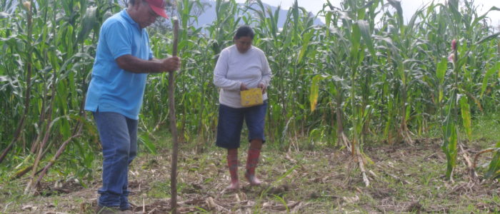Man and woman planting corn in a field in Mexico.
