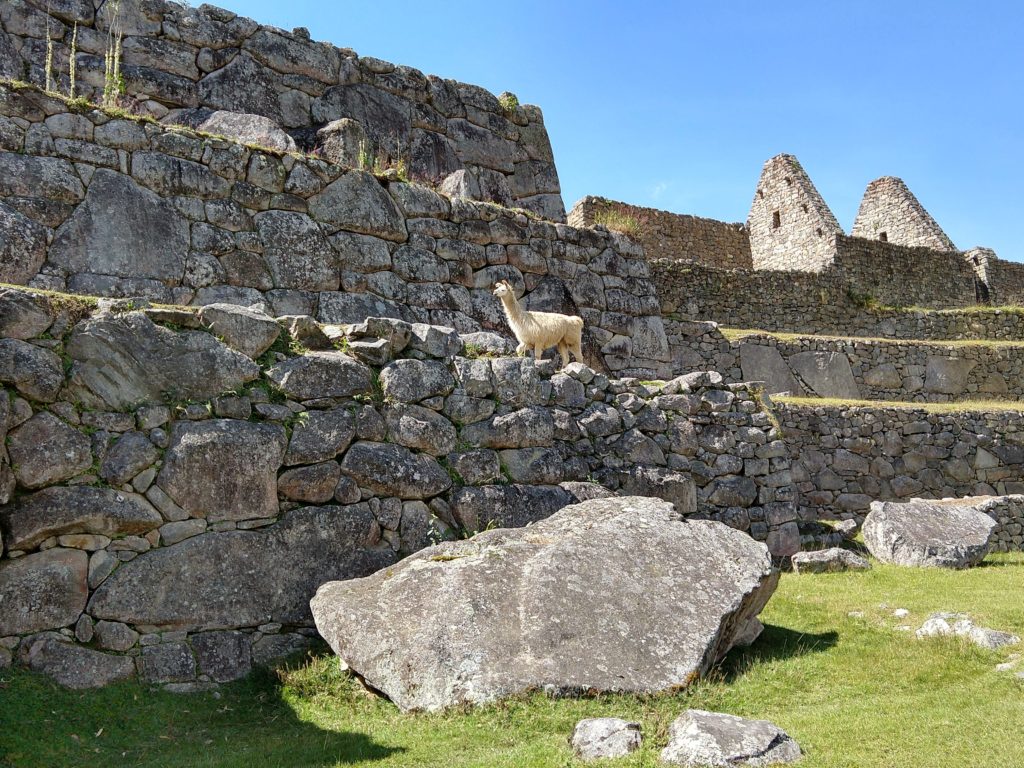 White llama standing on a rock terrace inside the Machu Picchu ruins in Peru.