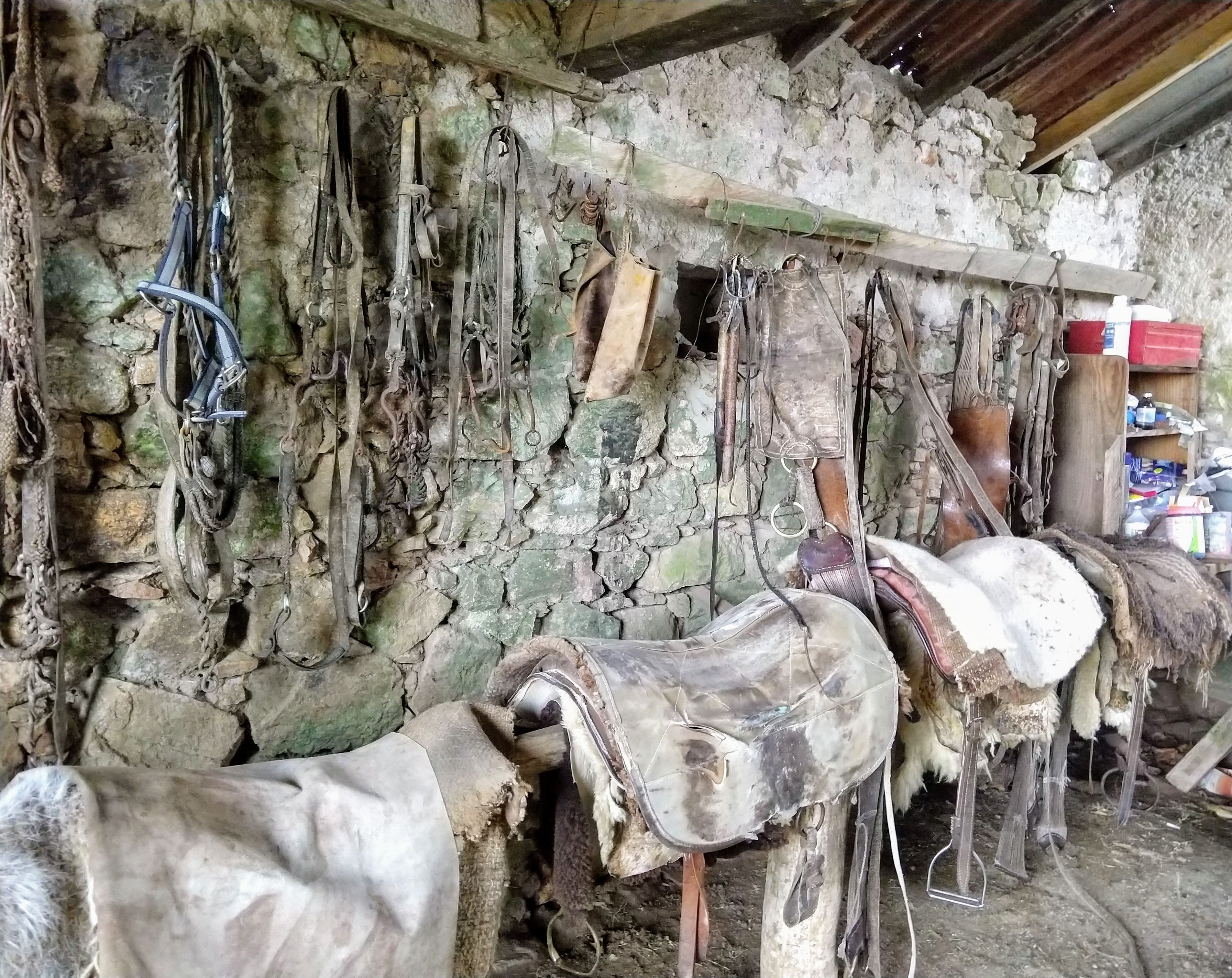 a row of saddles beneath a row of horse bridles and girth bands